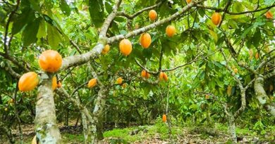 Crise mundial na produção de cacau abre novas possibilidades ao Brasil