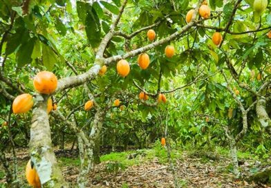 Crise mundial na produção de cacau abre novas possibilidades ao Brasil