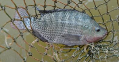 Tilápia capixaba amplia produção e agrega valor ao setor de aquicultura