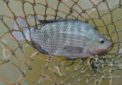 Tilápia capixaba amplia produção e agrega valor ao setor de aquicultura